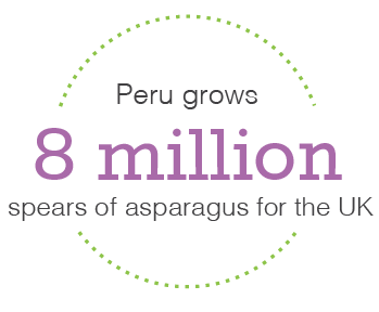 peru grows 8 million spears for asparagus
