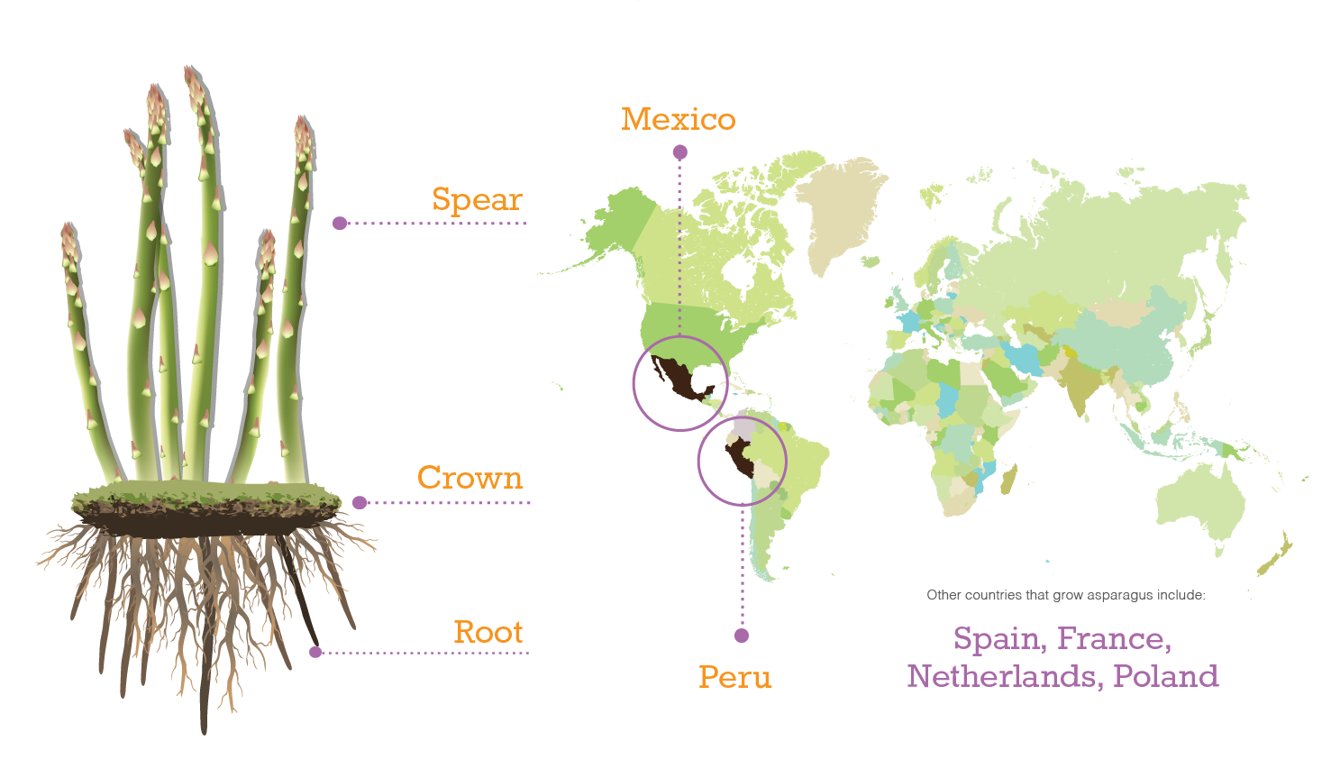 asparagus map